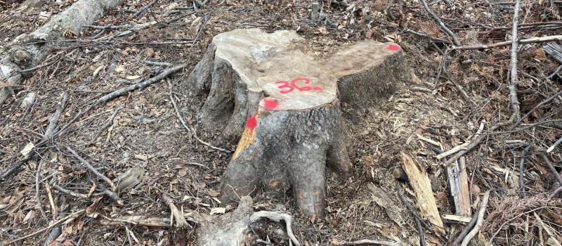 The Logging Business