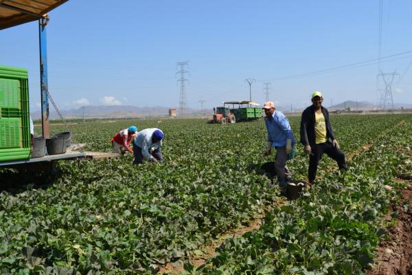 The Chlorpyrifos Case: Manufacturer to Stop Producing Pesticide Linked to Brain Damage (2019-2020)
