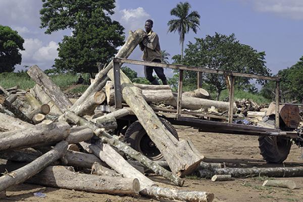 Timber thugs Ghana