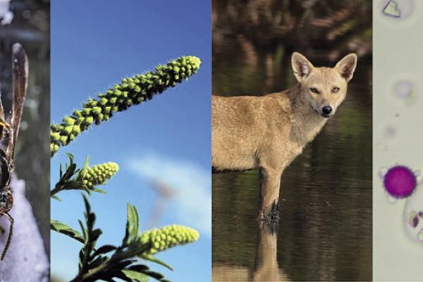 Afsarnayakkan, Vespa Watch