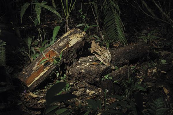 a piece of cut of brazilwood in the Amazon forest 