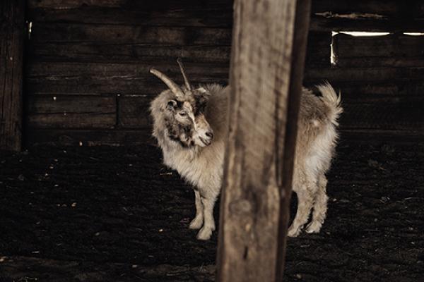 A goat about to be combed during the cashmere season.