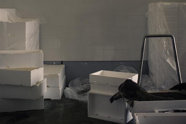 Portoviro, Italy. Wels catfish sold at the fish auction market in Porto Viro, the main commercial market for freshwater fish in the Po Delta region.