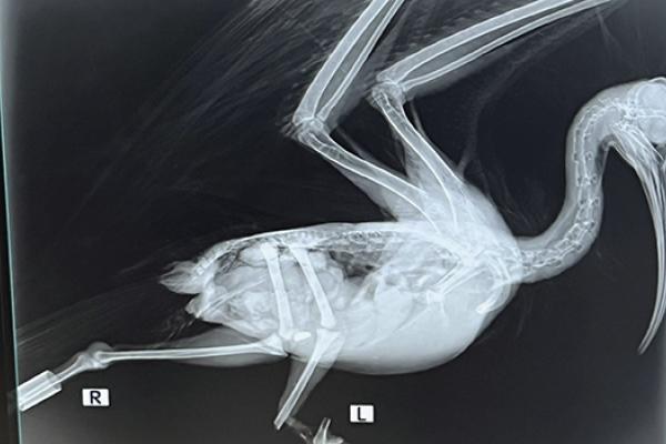 an xray of an ibis bird © Marta Abbà