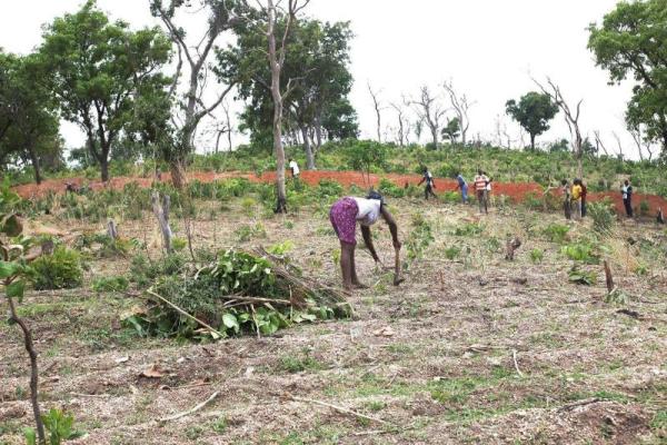 Rural communities working in the fields of West Africa.