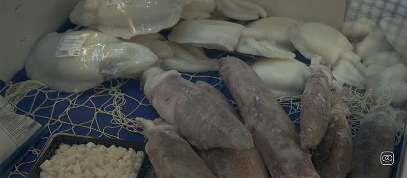 Squid