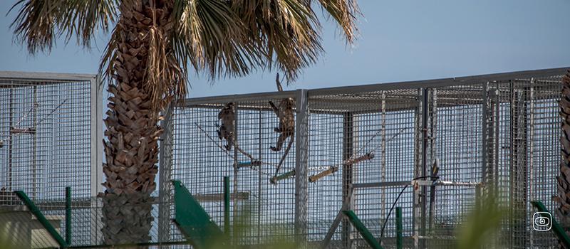 Long-tailed macaques from Mauritius in Europe’s largest monkey farm Camarney, Tarragona, Spain
