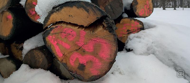 cut trees in Slovakia