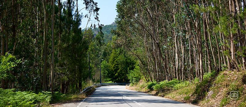 Eucalyptus and Forest Fires Across Galicia and Portugal