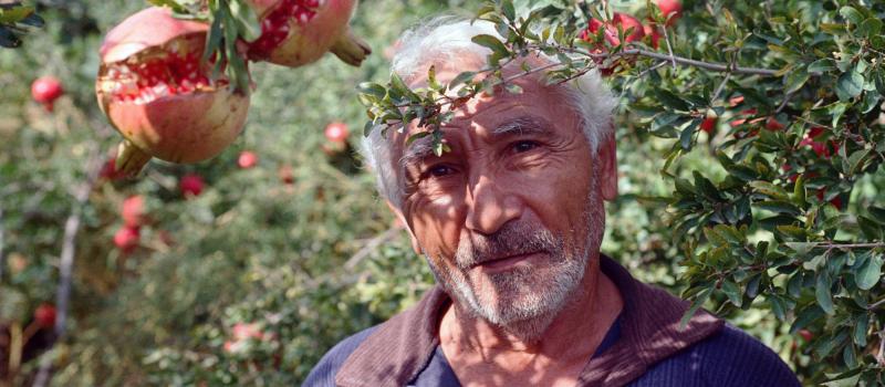 Farmer in Armenia