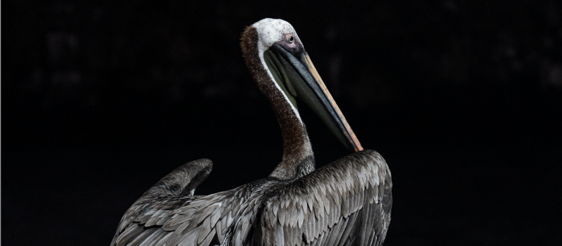 Galapagos