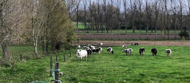 Een stikstofbom onder Vlaanderen