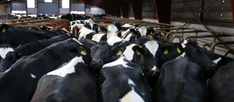 Black and white food agriculture milk cows dairy