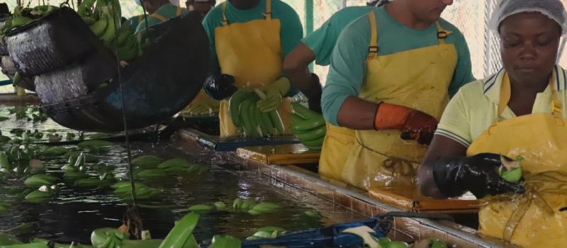 Bananen worden gespoeld en behandeld