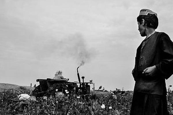 A farmer in his poppy field watches as the Afghan police destroy his crops